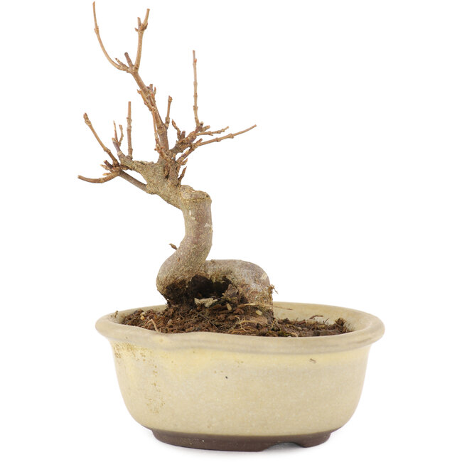 Acer buergerianum, 11 cm, ± 8 años