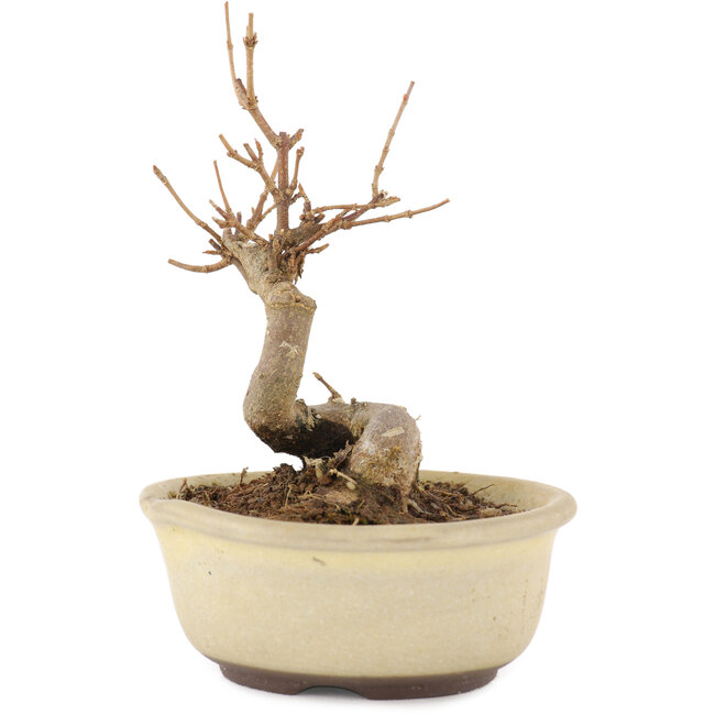 Acer buergerianum, 11 cm, ± 8 Jahre alt