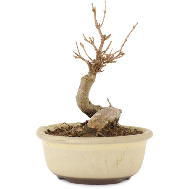 Acer buergerianum, 11 cm, ± 8 anni