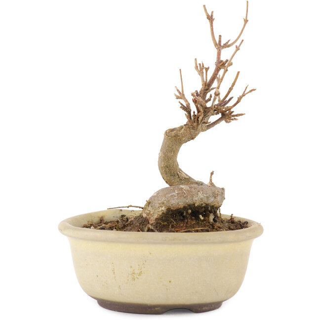 Acer buergerianum, 11 cm, ± 8 ans