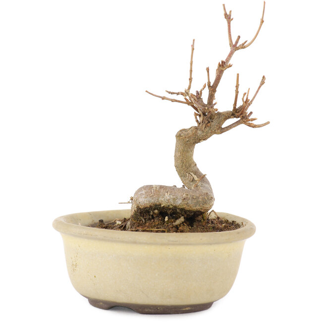 Acer buergerianum, 11 cm, ± 8 anni