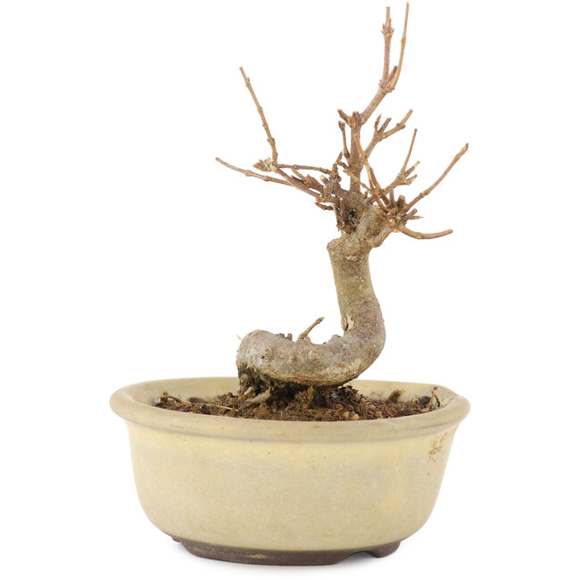 Acer buergerianum, 11 cm, ± 8 jaar oud