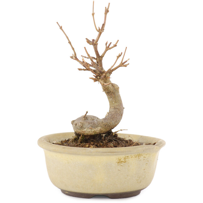 Acer buergerianum, 11 cm, ± 8 ans