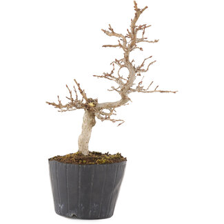 Carpinus coreana, 19,5 cm, ± 6 jaar oud