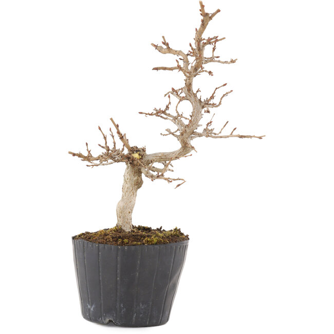 Carpinus coreana, 19,5 cm, ± 6 Jahre alt