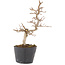 Carpinus coreana, 19,5 cm, ± 6 anni