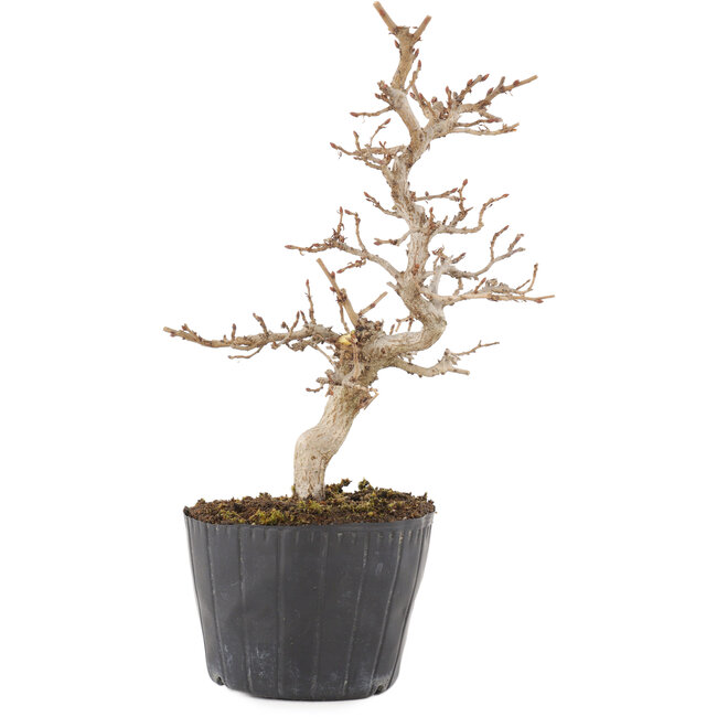 Carpinus coreana, 19,5 cm, ± 6 anni