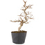 Carpinus coreana, 19,5 cm, ± 6 anni