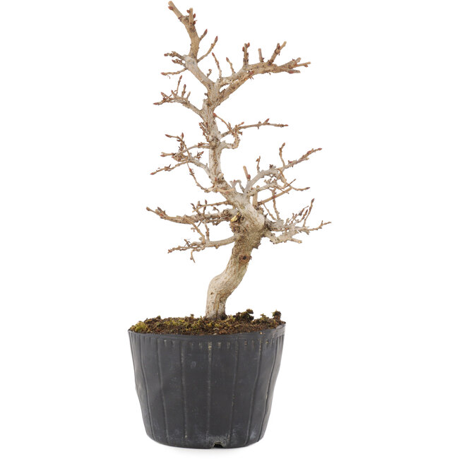 Carpinus coreana, 19,5 cm, ± 6 years old
