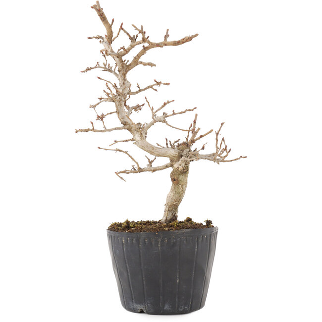 Carpinus coreana, 19,5 cm, ± 6 jaar oud