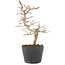 Carpinus coreana, 19,5 cm, ± 6 jaar oud