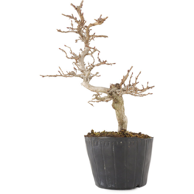 Carpinus coreana, 19,5 cm, ± 6 jaar oud