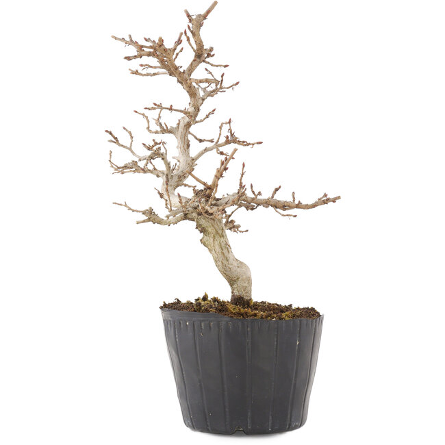 Carpinus coreana, 19,5 cm, ± 6 Jahre alt
