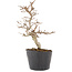 Carpinus coreana, 19,5 cm, ± 6 Jahre alt