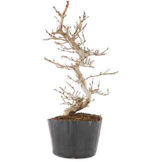 Carpinus coreana, 21 cm, ± 6 ans