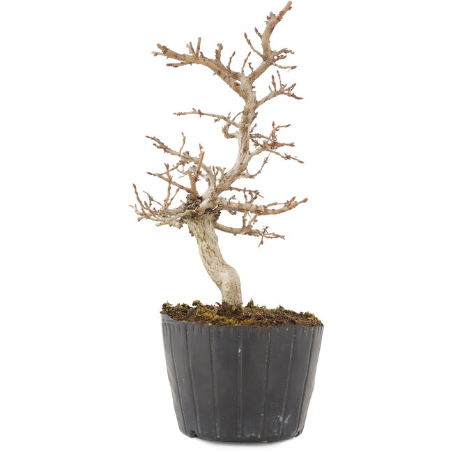 Carpinus coreana, 19,5 cm, ± 6 jaar oud