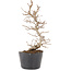 Carpinus coreana, 21 cm, ± 6 years old