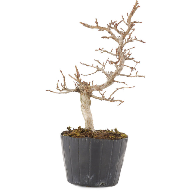 Carpinus coreana, 19,5 cm, ± 6 years old