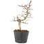 Carpinus coreana, 19,5 cm, ± 6 anni