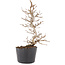 Carpinus coreana, 21 cm, ± 6 years old