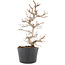 Carpinus coreana, 21 cm, ± 6 Jahre alt