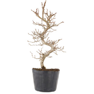 Carpinus coreana, 24,5 cm, ± 6 ans