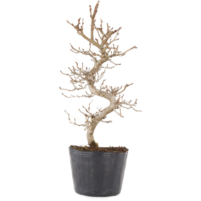 Carpinus coreana, 24,5 cm, ± 6 años