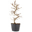 Carpinus coreana, 24,5 cm, ± 6 anni