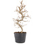 Carpinus coreana, 24,5 cm, ± 6 years old