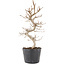 Carpinus coreana, 24,5 cm, ± 6 jaar oud