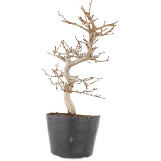 Carpinus coreana, 19,5 cm, ± 6 Jahre alt