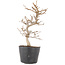 Carpinus coreana, 19,5 cm, ± 6 anni