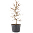 Carpinus coreana, 24,5 cm, ± 6 jaar oud