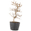 Carpinus coreana, 19,5 cm, ± 6 jaar oud