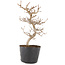 Carpinus coreana, 19,5 cm, ± 6 Jahre alt