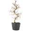 Carpinus coreana, 24,5 cm, ± 6 jaar oud