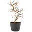 Carpinus coreana, 19,5 cm, ± 6 Jahre alt