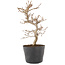 Carpinus coreana, 19,5 cm, ± 6 jaar oud