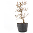 Carpinus coreana, 19,5 cm, ± 6 Jahre alt