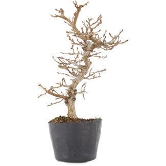 Carpinus coreana, 21 cm, ± 6 Jahre alt