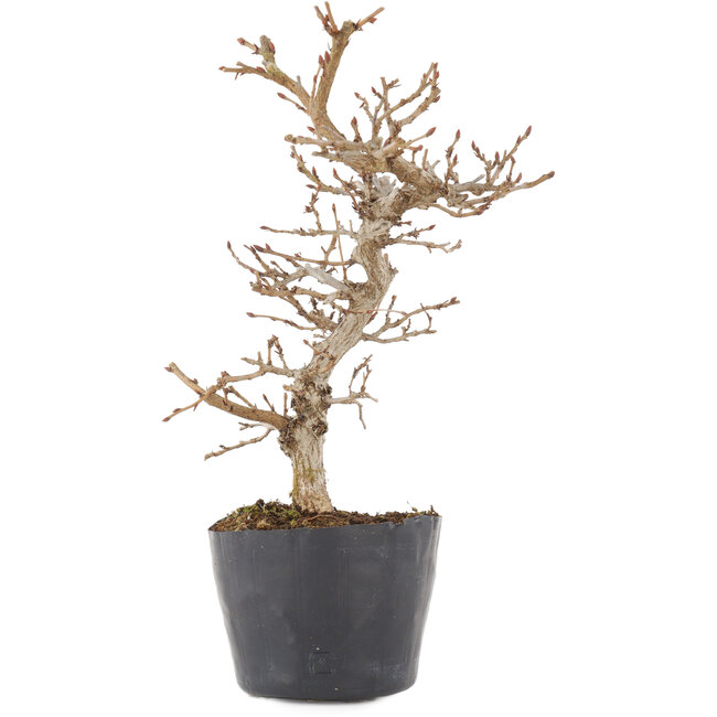 Carpinus coreana, 21 cm, ± 6 jaar oud