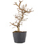 Carpinus coreana, 21 cm, ± 6 years old