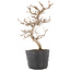 Carpinus coreana, 19,5 cm, ± 6 jaar oud