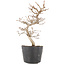 Carpinus coreana, 19,5 cm, ± 6 Jahre alt