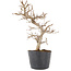 Carpinus coreana, 21 cm, ± 6 jaar oud