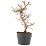 Carpinus coreana, 21 cm, ± 6 jaar oud