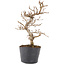 Carpinus coreana, 21 cm, ± 6 years old