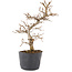 Carpinus coreana, 21 cm, ± 6 Jahre alt