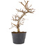 Carpinus coreana, 21 cm, ± 6 jaar oud