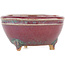 Round multicolor bonsai pot by Eime Yozan - 55 x 55 x 30 mm